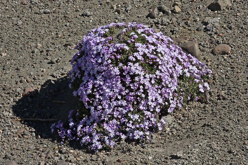 No pics for this species
